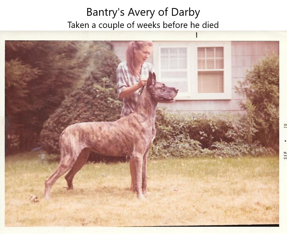 Bantrys Avery of Darby Age 6.5